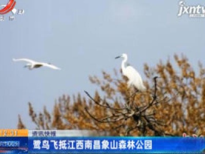 鹭鸟飞抵江西南昌象山森林公园