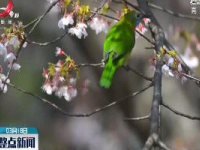 九江：叉尾太阳鸟现身庐山