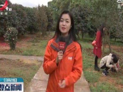 直播连线：阳春三月美如画 春色撩人茶花艳