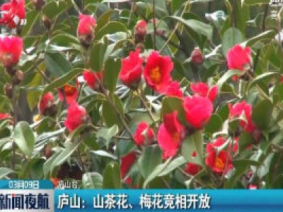 庐山：山茶花、梅花竞相开放