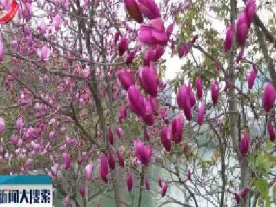 【搜民生】九江春光美 无处不飞花
