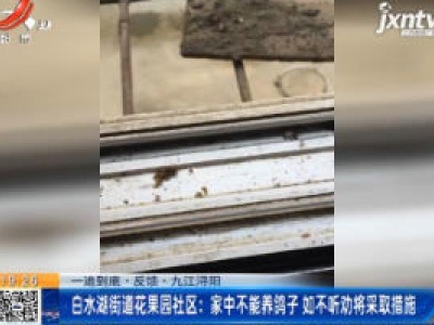 【一追到底·反馈·九江浔阳 】白水湖街道花果园社区：家中不能养鸽子 如不听劝将采取措施 