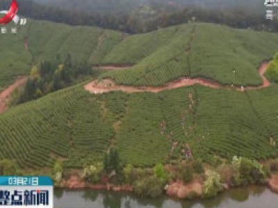 宜春高安：万亩茶园出新绿 春茶飘香采摘忙