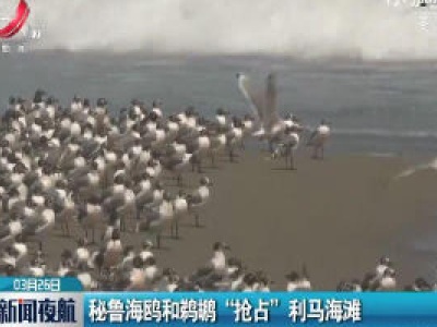 秘鲁海鸥和鹈鹕“抢占”利马海滩