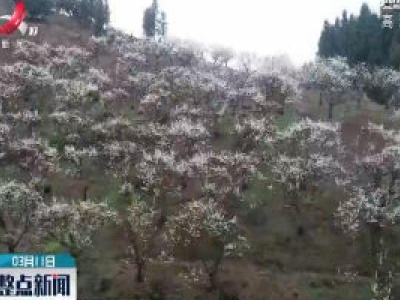 武宁：李花盛开似映雪