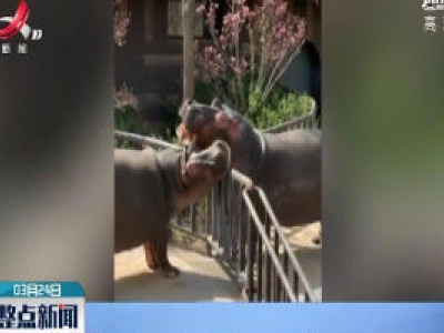 山东：“隔离”4个月后 它们相聚大秀恩爱