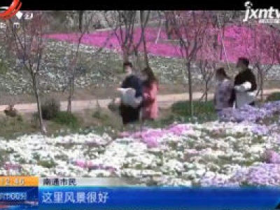 江苏南通：春风吹落樱花雨 最美“樱花季”开启
