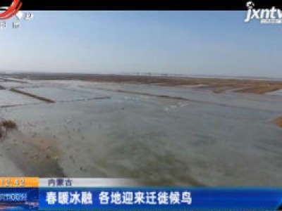 内蒙古：春暖冰融 各地迎来迁徙候鸟