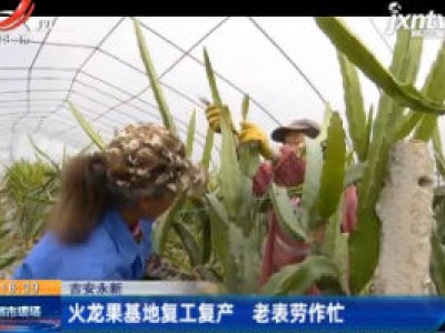 吉安永新：火龙果基地复工复产 老表劳作忙