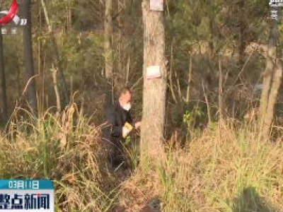 遂川县：“打孔注药”抑制松材线虫病