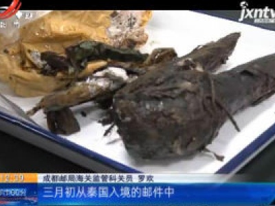 四川成都：暗藏大量活体线虫 海关截获严重入侵类植物