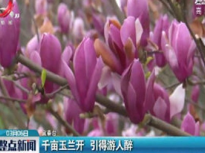 上高县：千亩玉兰开 引得游人醉