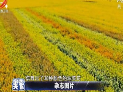 江西农业大学培育38种颜色的油菜花