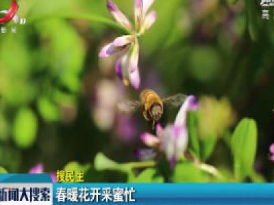新余：春暖花开采蜜忙