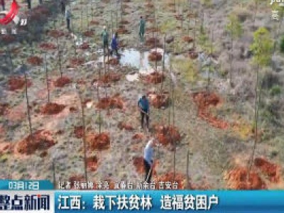 江西：栽下扶贫林 造福贫困户