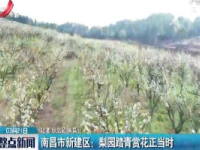 南昌市新建区：梨园踏青赏花正当时