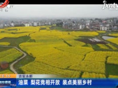 吉安永新：油菜 梨花竞相开放 装点美丽乡村
