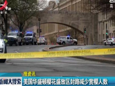 美国华盛顿樱花盛放区封路减少赏樱人数