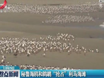 秘鲁海鸥和鹈鹕“抢占”利马海滩