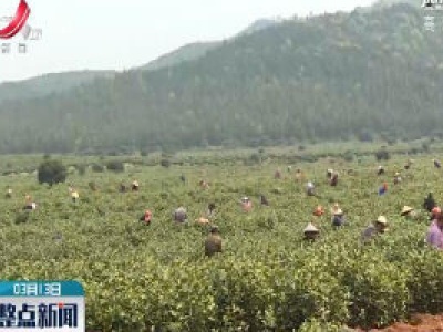 【科学战疫情 硬核促发展】峡江县：春来采茶忙