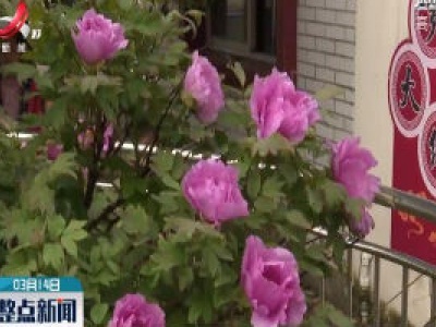 吉水：一株百年牡丹又开放