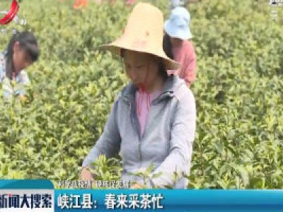 【科学战疫情 硬核促发展】峡江县：春来采茶忙