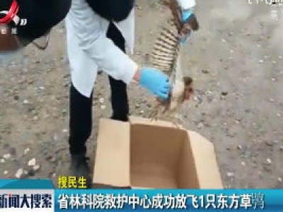 省林科院救护中心成功放飞1只东方草鸮