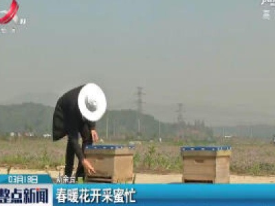 新余：春暖花开采蜜忙