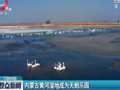 内蒙古黄河湿地成为天鹅乐园