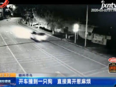 赣州寻乌：开车撞到一只狗 直接离开惹麻烦