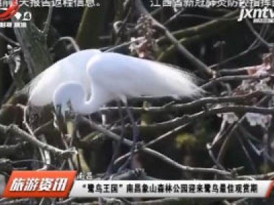 南昌：“鹭鸟王国”南昌象山公园迎来鹭鸟最佳观赏期