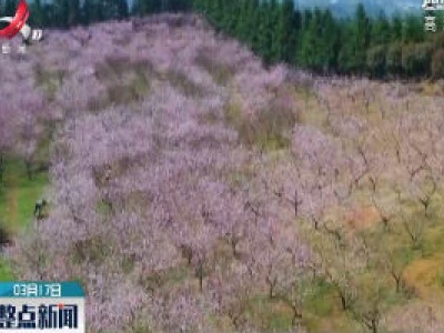 新余：桃花朵朵开 踏青正当时