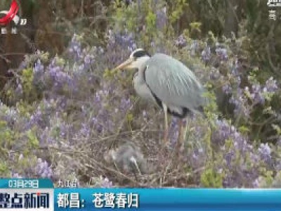 九江都昌：苍鹭春归