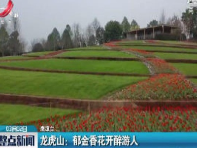 龙虎山：郁金香花开醉游人