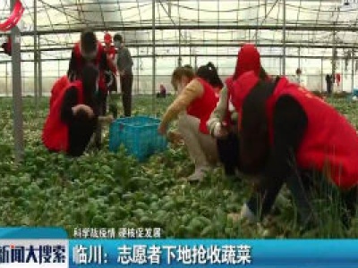 【科学战疫情 硬核促发展】临川：志愿者下地抢收蔬菜