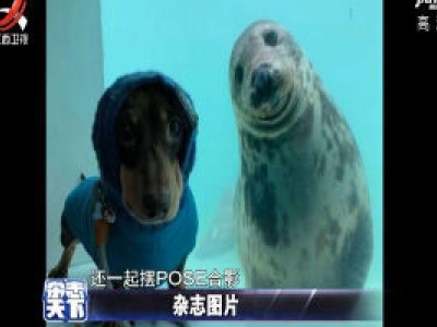 海豹以为腊肠犬是同类 一起摆POSE合影