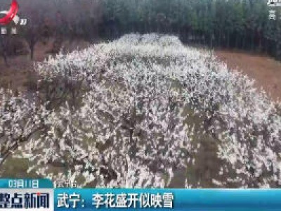 武宁：李花盛开似映雪