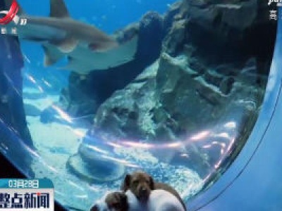 美国水族馆为流浪萌犬“开专场”
