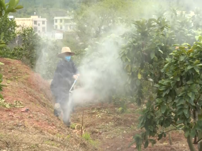 疫情当前 “土专家”线上指导果农种脐橙