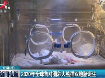 2020年全球首对圈养大熊猫双胞胎诞生
