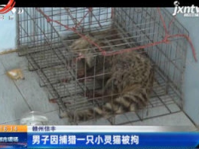 赣州信丰：男子因捕猎一只小灵猫被拘