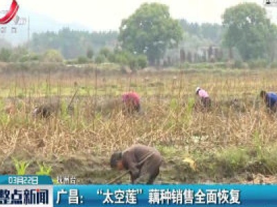 广昌：“太空莲”藕种销售全面恢复