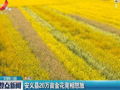 安义：20万亩金花竞相怒放