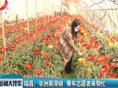 【科学战疫情 硬核促发展】瑞昌：非洲菊滞销 青年志愿者来帮忙