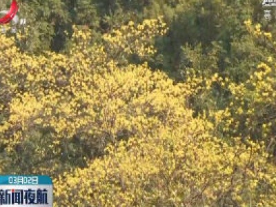南昌湾里区：梓木花迎春绽放