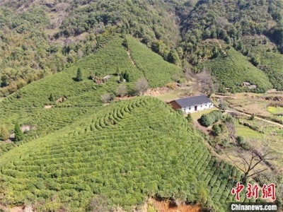 航拍上饶广信秀美乡村 茶山曲线如大地“指纹”