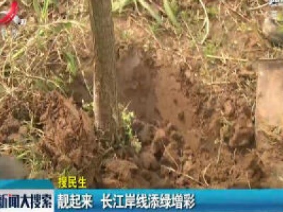靓起来 长江岸线添绿增彩 