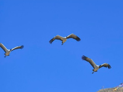 East China's nature reserve sees more bird species