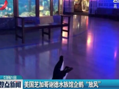 美国芝加哥谢德水族馆企鹅“放风”