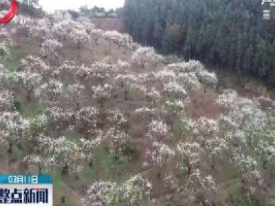 武宁：李花盛开似映雪